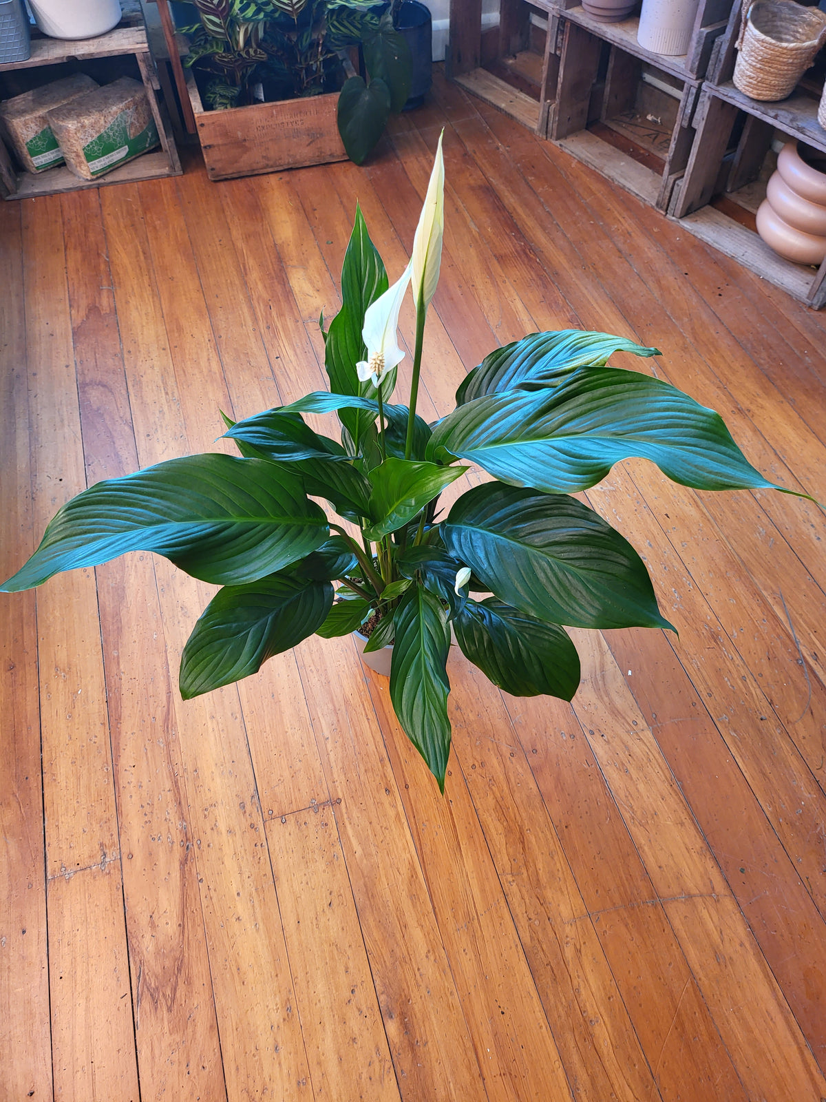 Spathiphyllum Sylvana 15cm