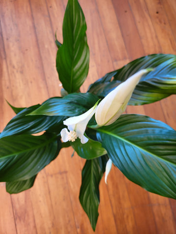 Spathiphyllum Sylvana 15cm