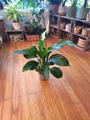 Spathiphyllum Sylvana 15cm