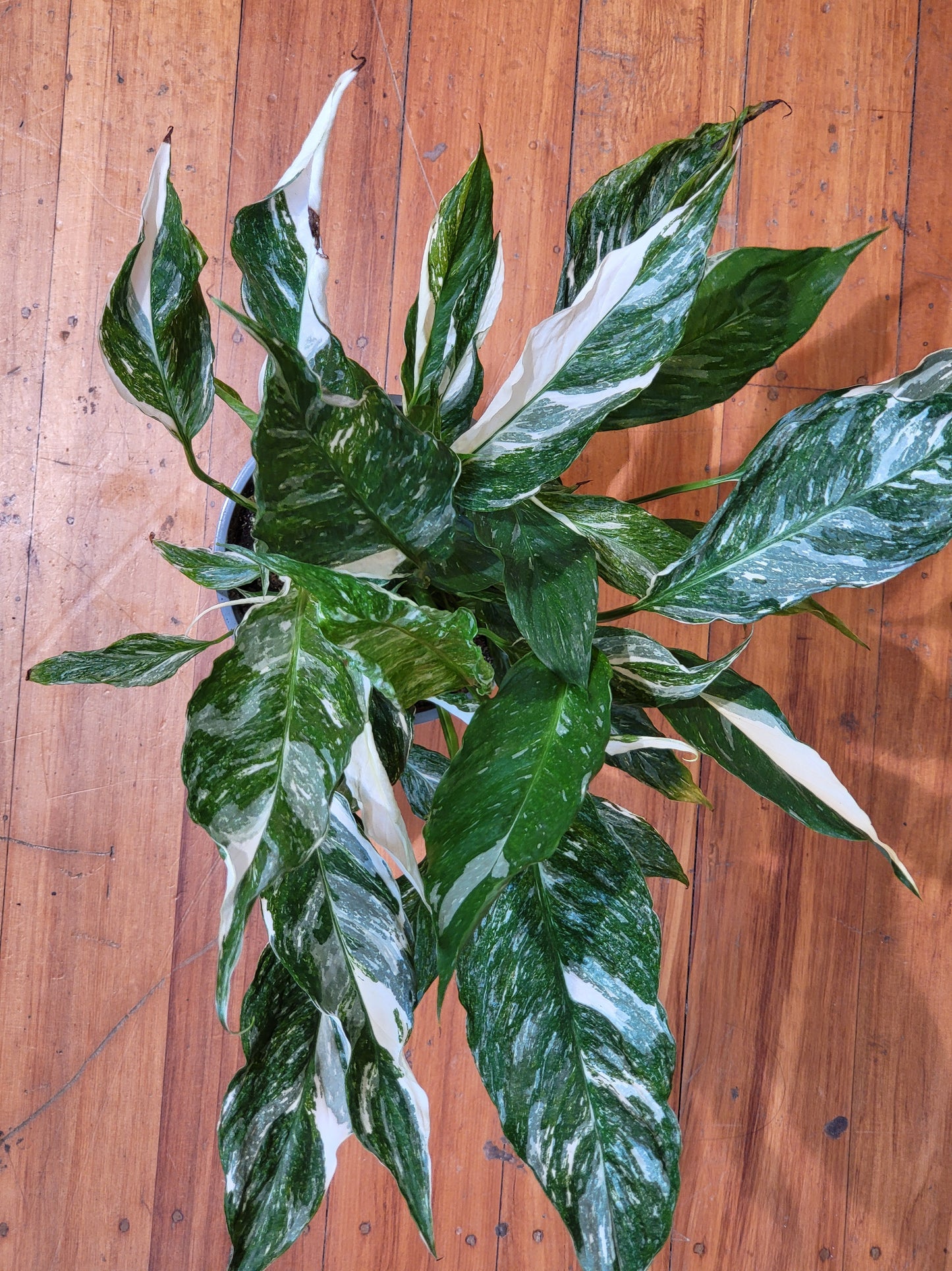Spathiphyllum Domino 'Variegated Peace Lily' 15cm