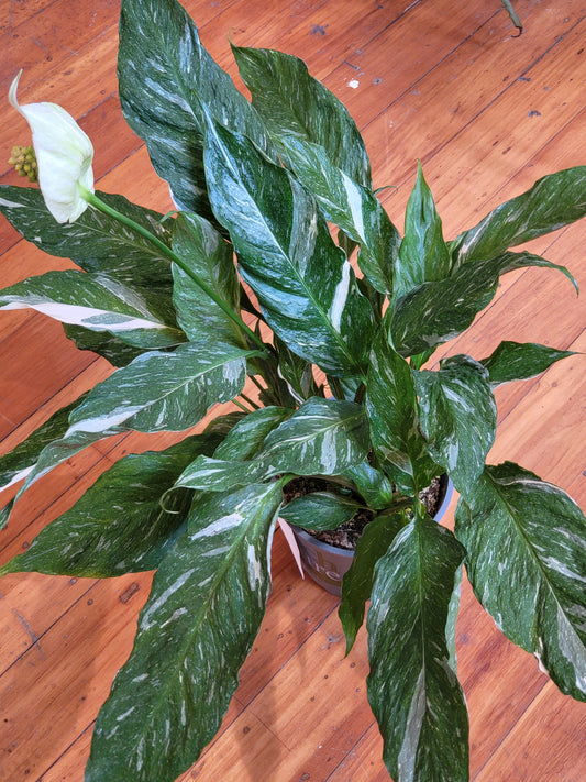 Spathiphyllum Domino 'Variegated Peace Lily' 15cm