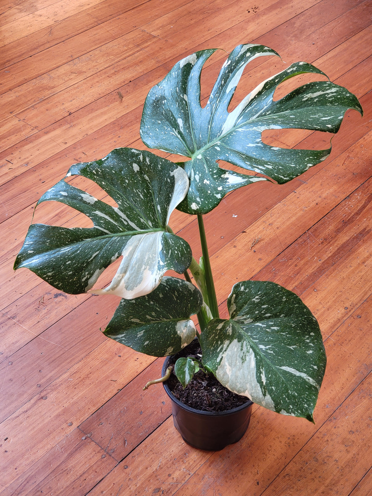 Monstera Thai Constellation 14cm