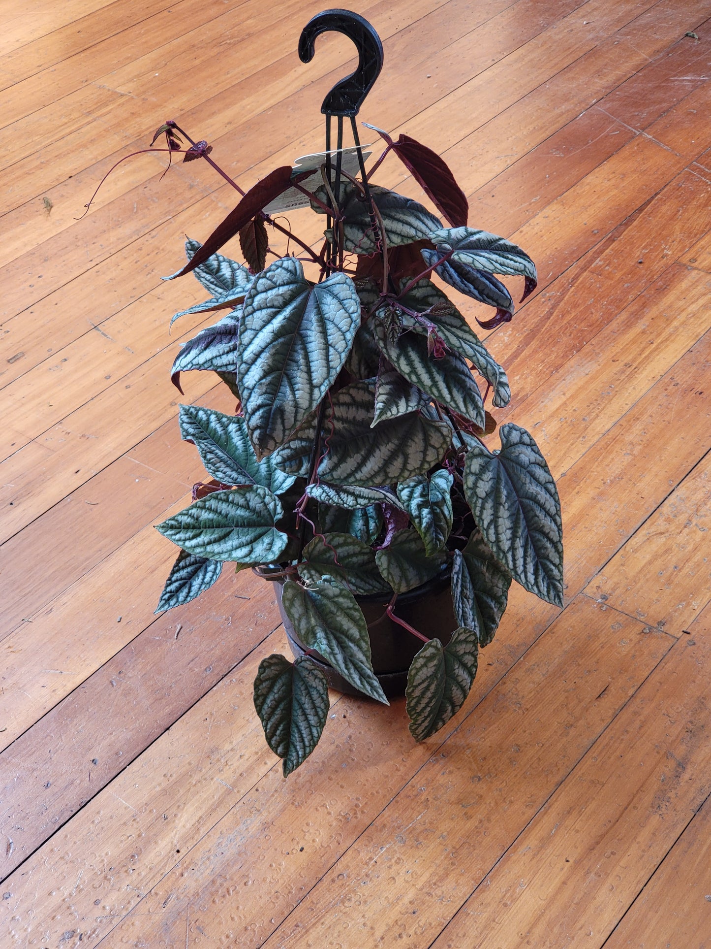 Cissus Discolor 'Begonia Vine' 17cm Basket