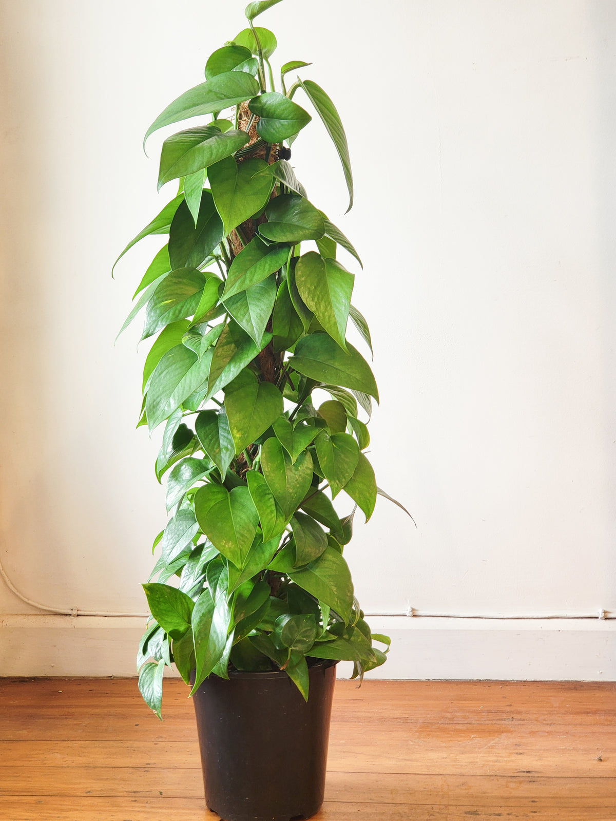 Epipremnum Aureum Green with Coir Pole 18cm