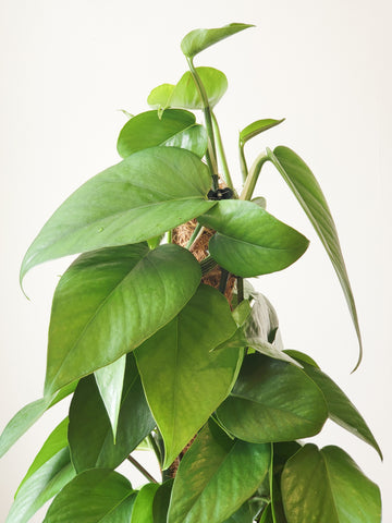 Epipremnum Aureum Green with Coir Pole 18cm