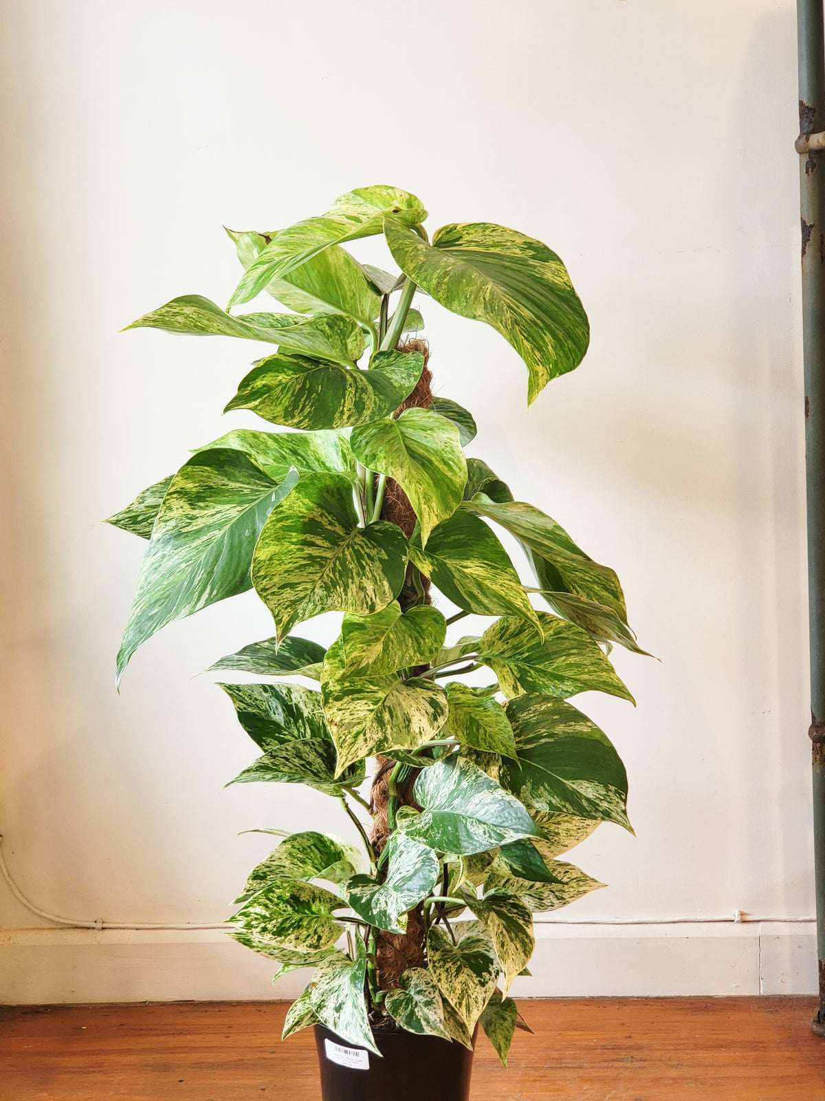 Epipremnum Marble Queen with Coir Pole 18cm