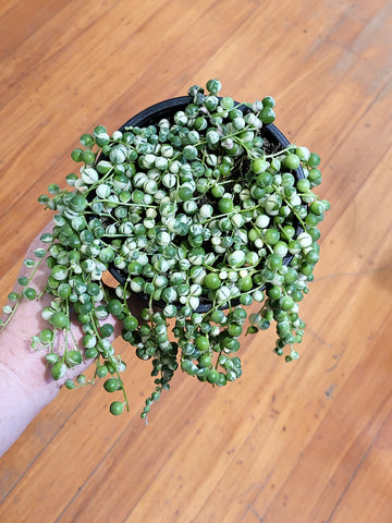 Variegated String of Pearls 12cm