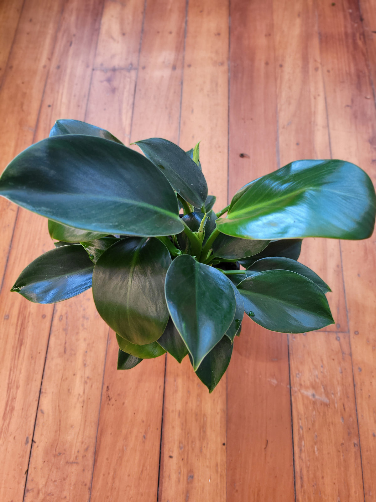 Philodendron Green Princess 14cm