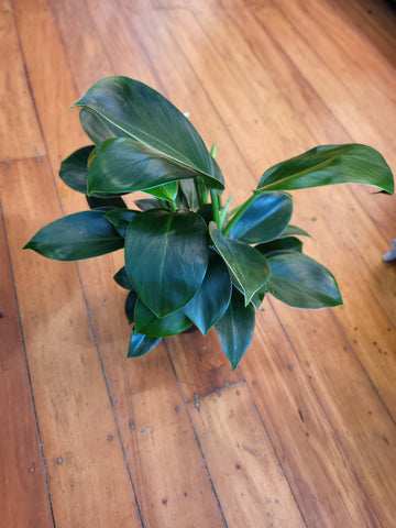 Philodendron Green Princess 14cm