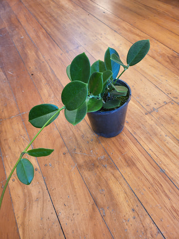 Hoya Australis 12cm