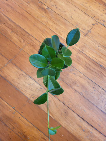 Hoya Australis 12cm