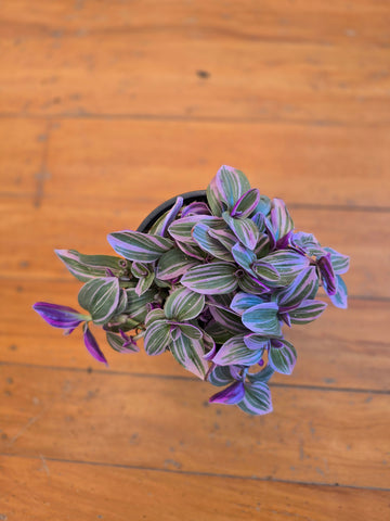 Tradescantia Sweetness 12cm