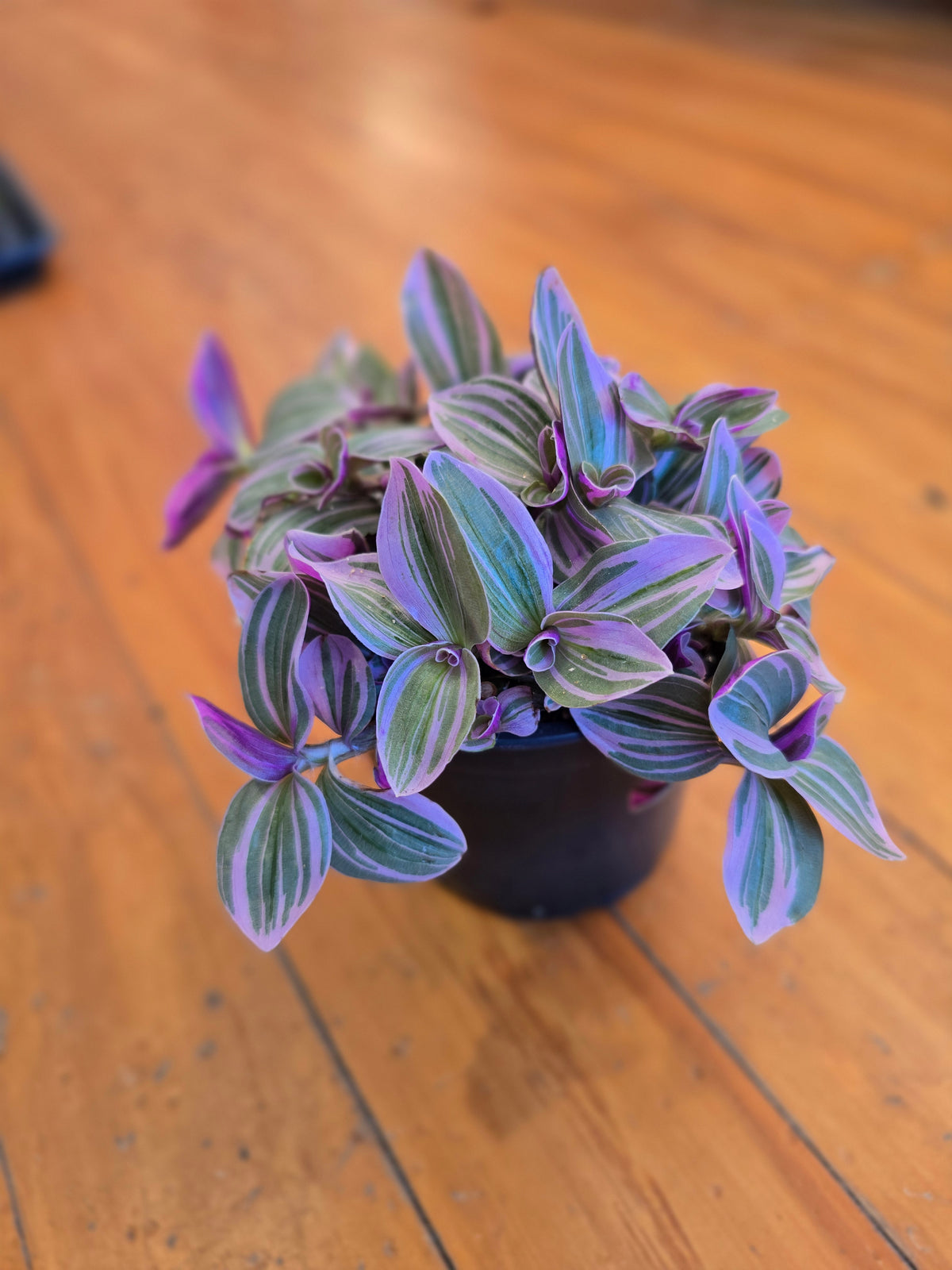 Tradescantia Sweetness 12cm