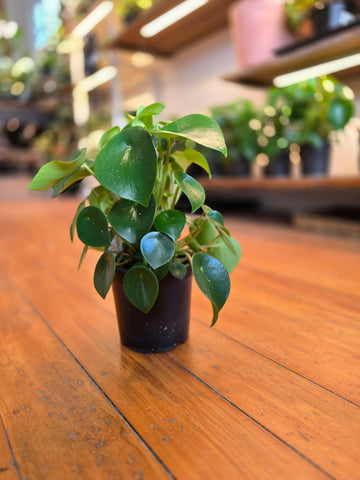 Peperomia Polybotrya 12cm