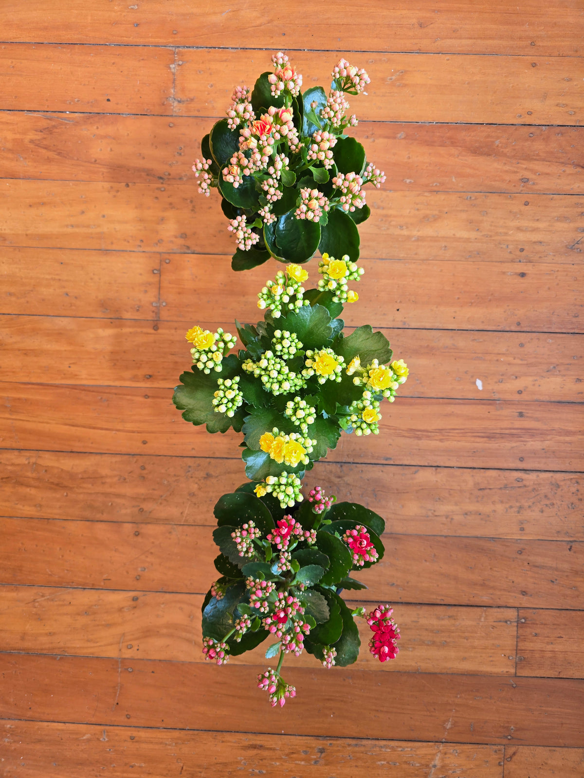 Kalanchoe mix 12cm