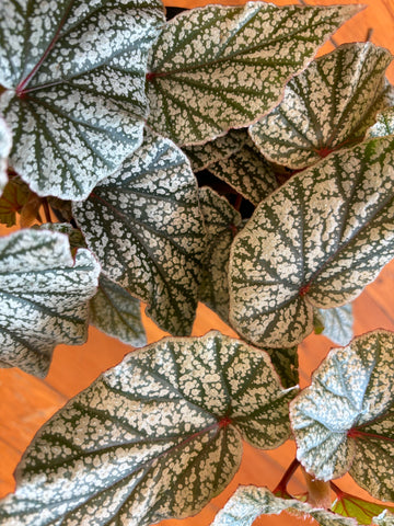 Begonia Don Miller 12cm