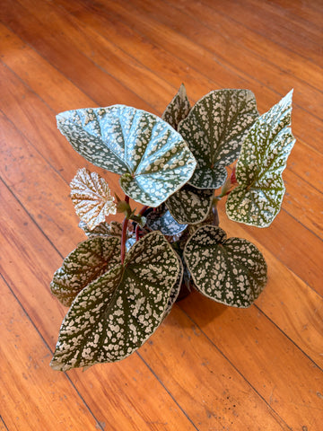 Begonia Snow Capped 12cm