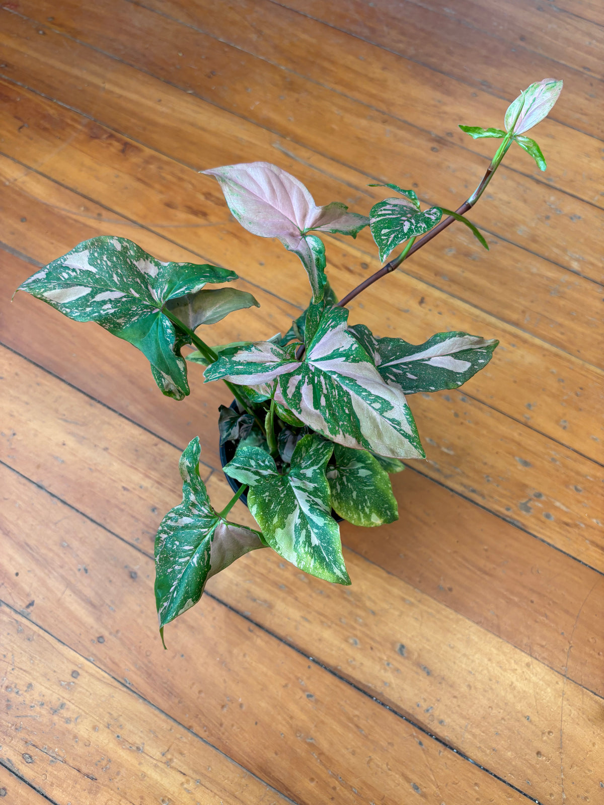 Syngonium Pink Splash 12cm