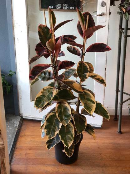 Ficus Ruby Triple Planted 25cm