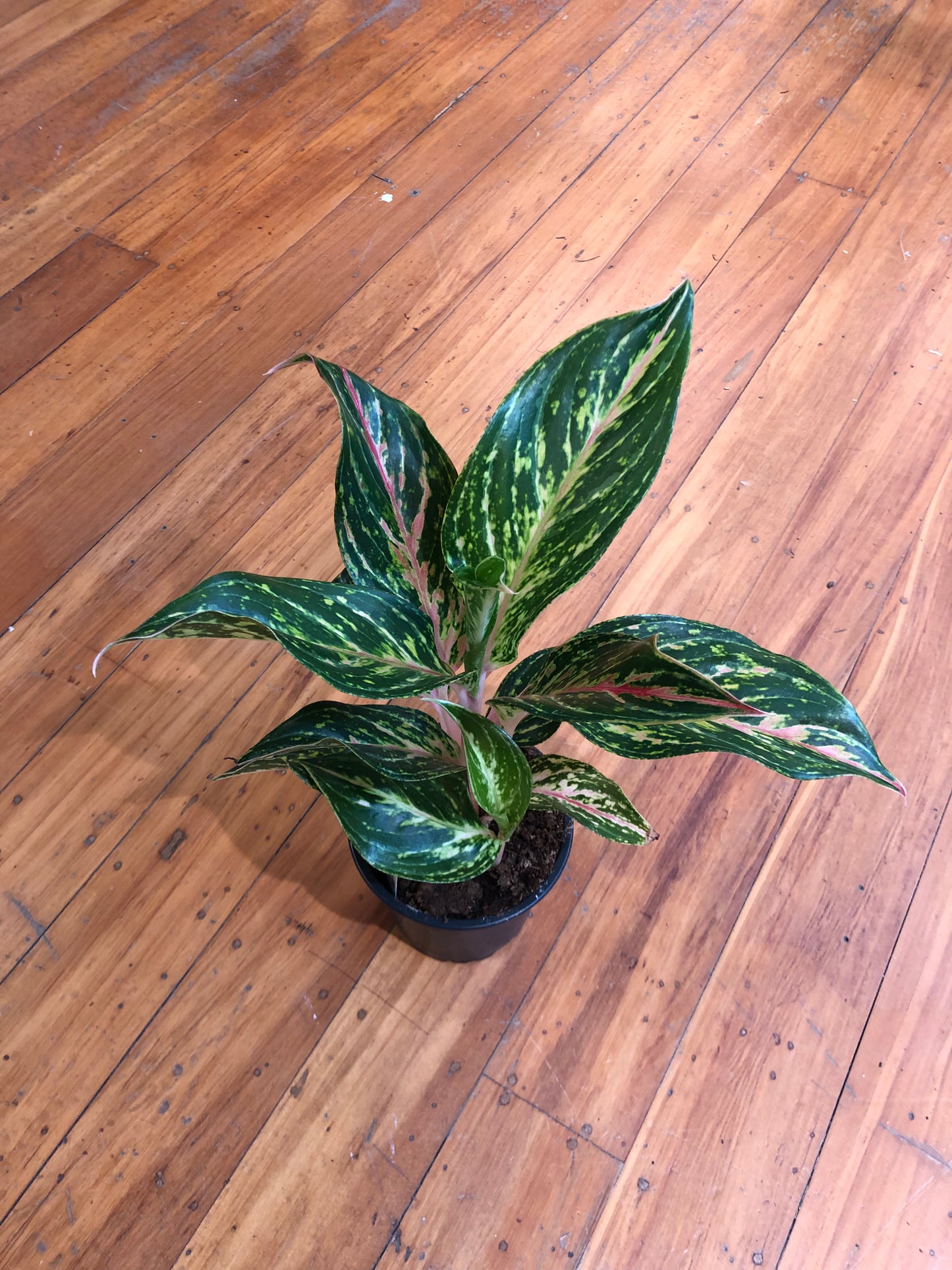 Aglaonema Pink Butterfly 12cm