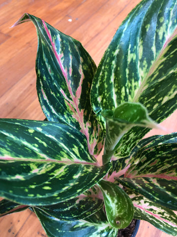 Aglaonema Pink Butterfly 12cm