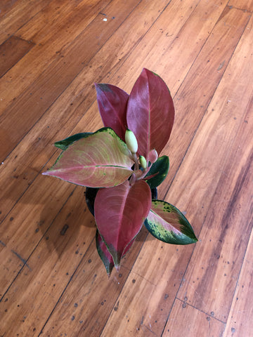 Aglaonema Spitfire 12cm