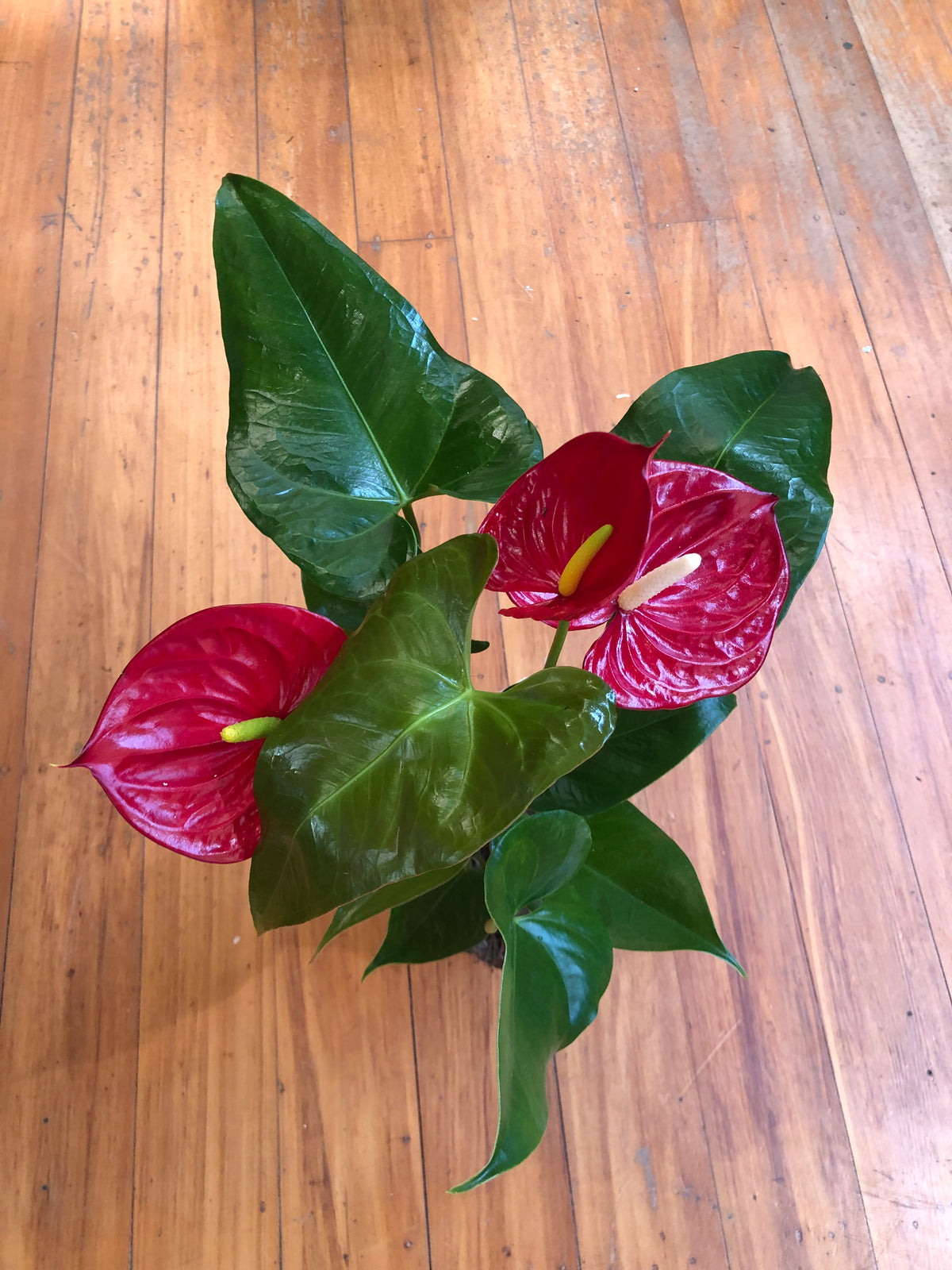 Anthurium Cirano 14cm