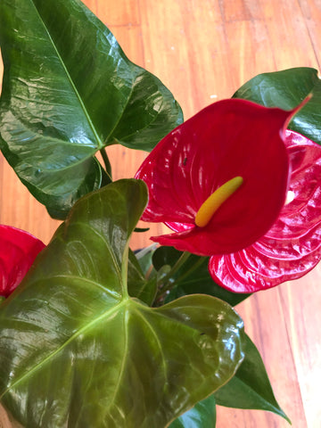 Anthurium Cirano 14cm