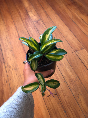 Hoya Carnosa Variegata 'Krimson Princess' 12cm