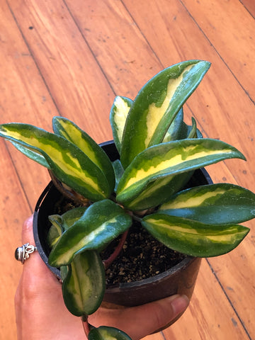 Hoya Carnosa Variegata 'Krimson Princess' 12cm