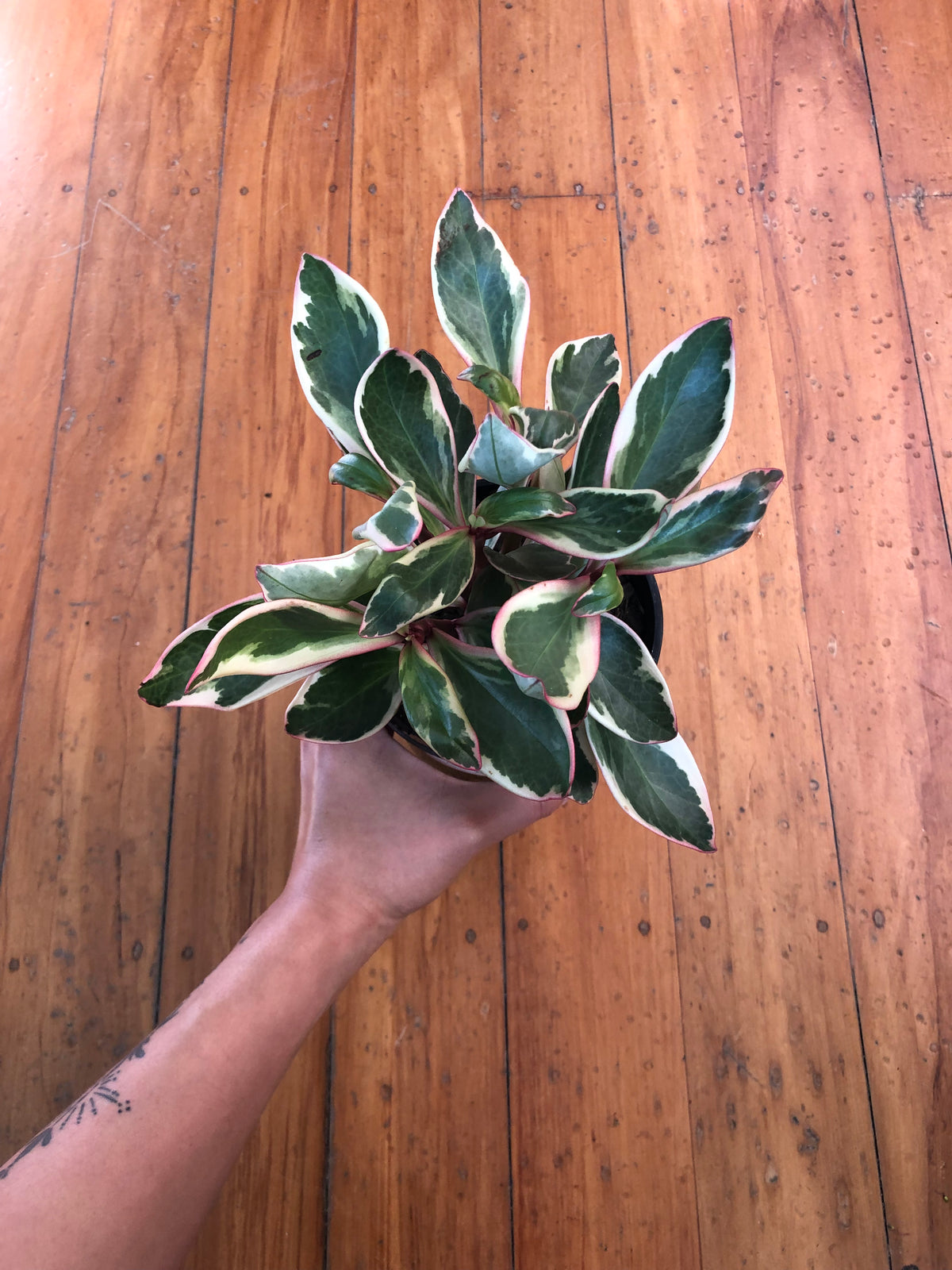 Peperomia Tricolour 12cm