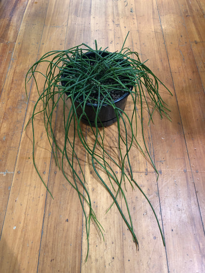 Rhipsalis  Baccifera 'Spaghetti Cactus' 17cm Basket