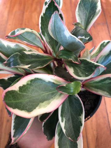 Peperomia Tricolour 12cm