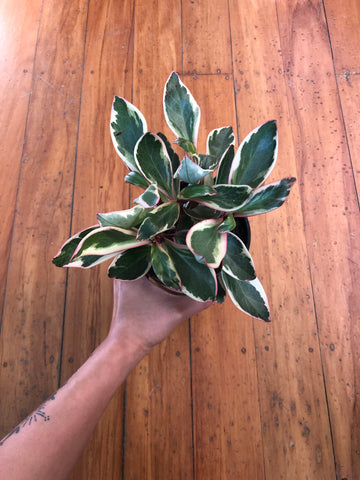 Peperomia Tricolour 12cm