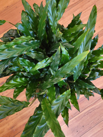 Calathea Bluegrass 17cm