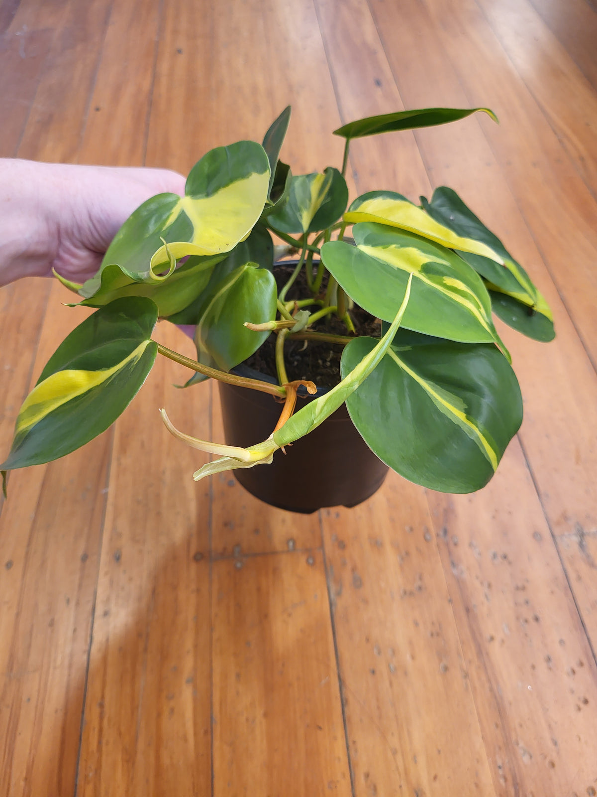 Philodendron Brasil 14cm