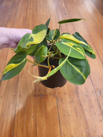 Philodendron Brasil 14cm