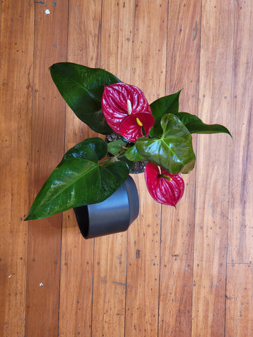 Anthurium Cirano in Black Zurich Planter