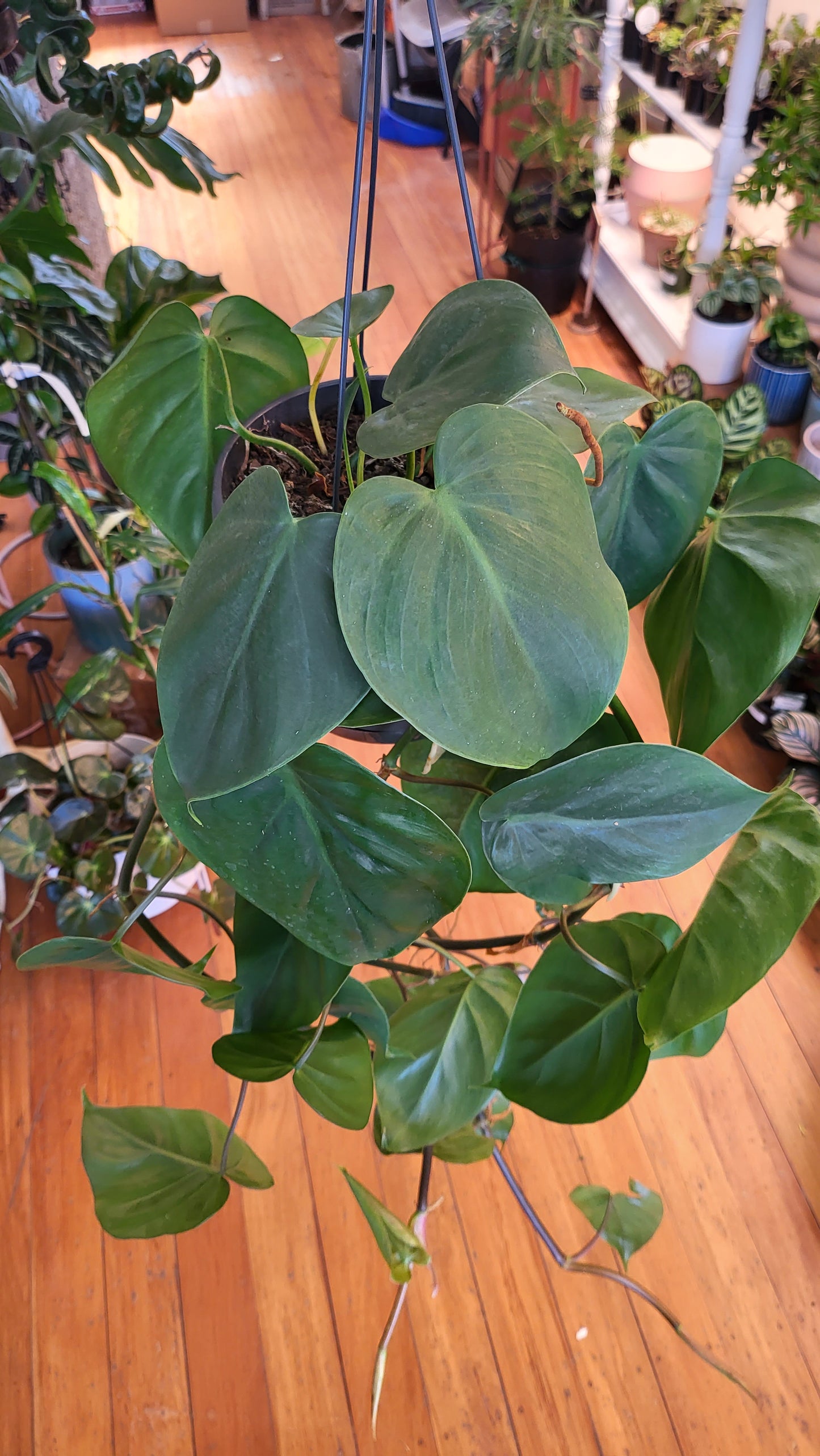 Philodendron Hederaceum 'Heart Leaf Philodendron' 17cm Basket