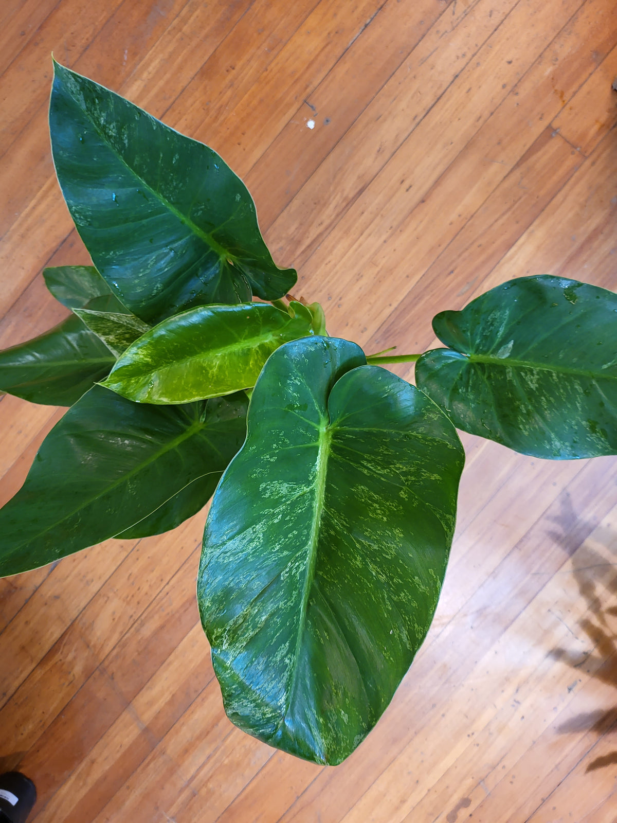 Philodendron Giganteum Blizzard 17cm