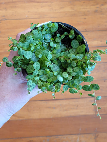 Peperomia Prostrata 'String of Turtles' 10cm