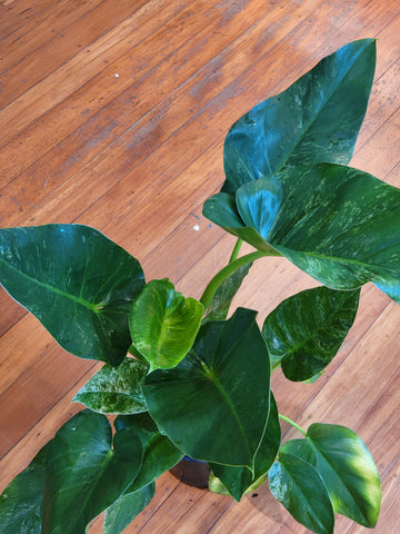 Philodendron Giganteum Blizzard 17cm