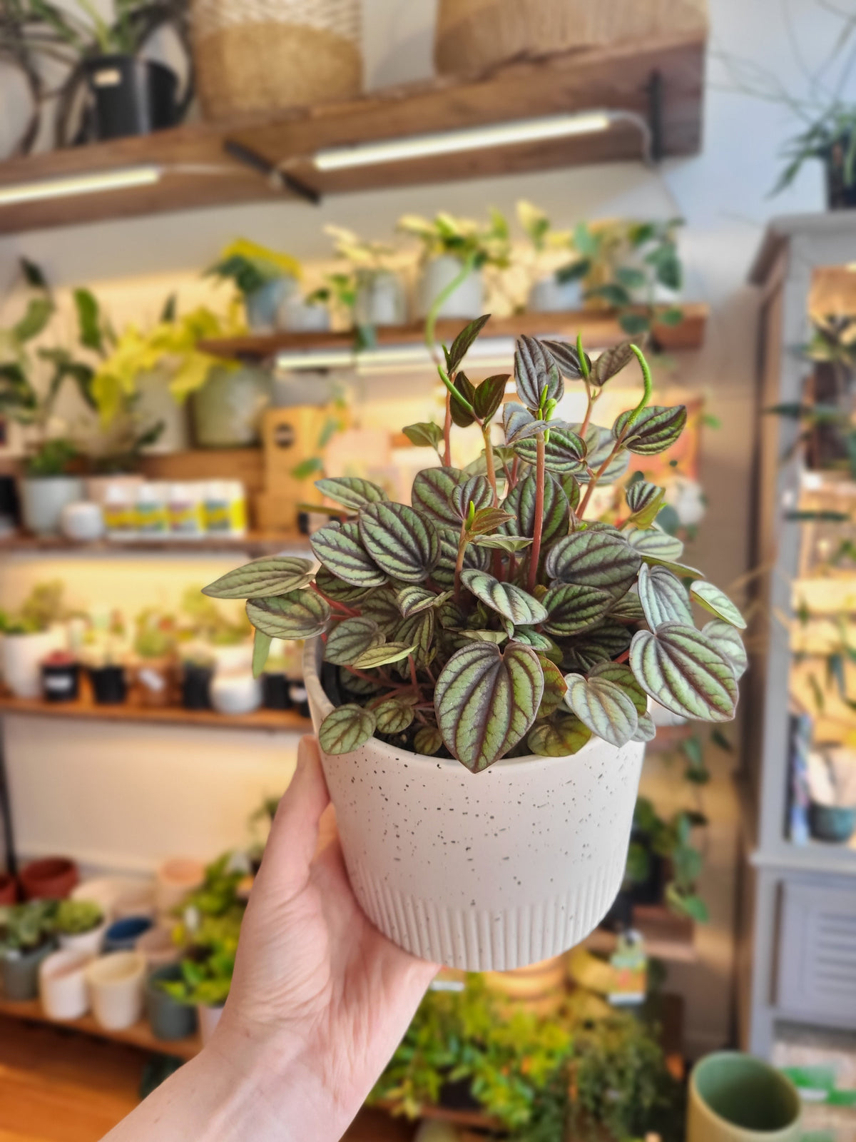 Peperomia Piccolo in Grey Dune Planter