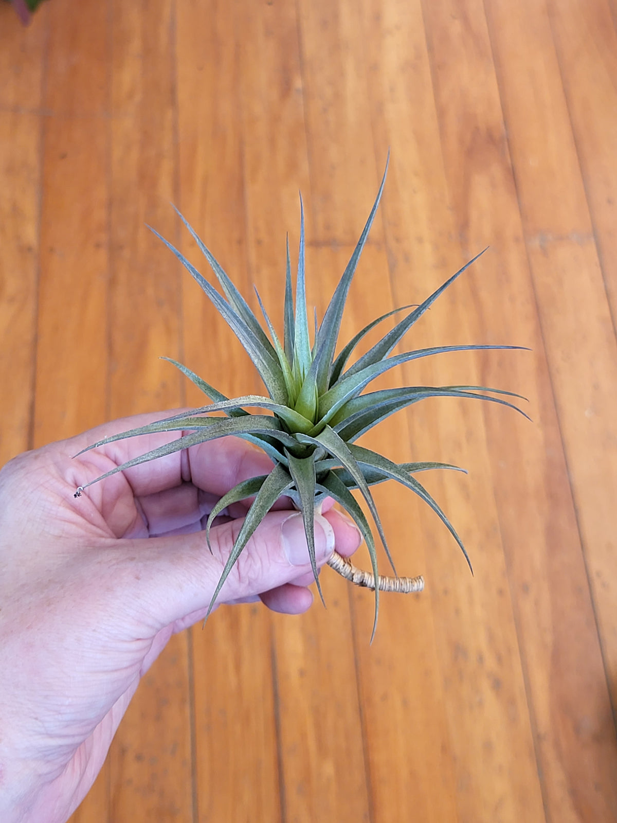 Tillandsia Air Plant