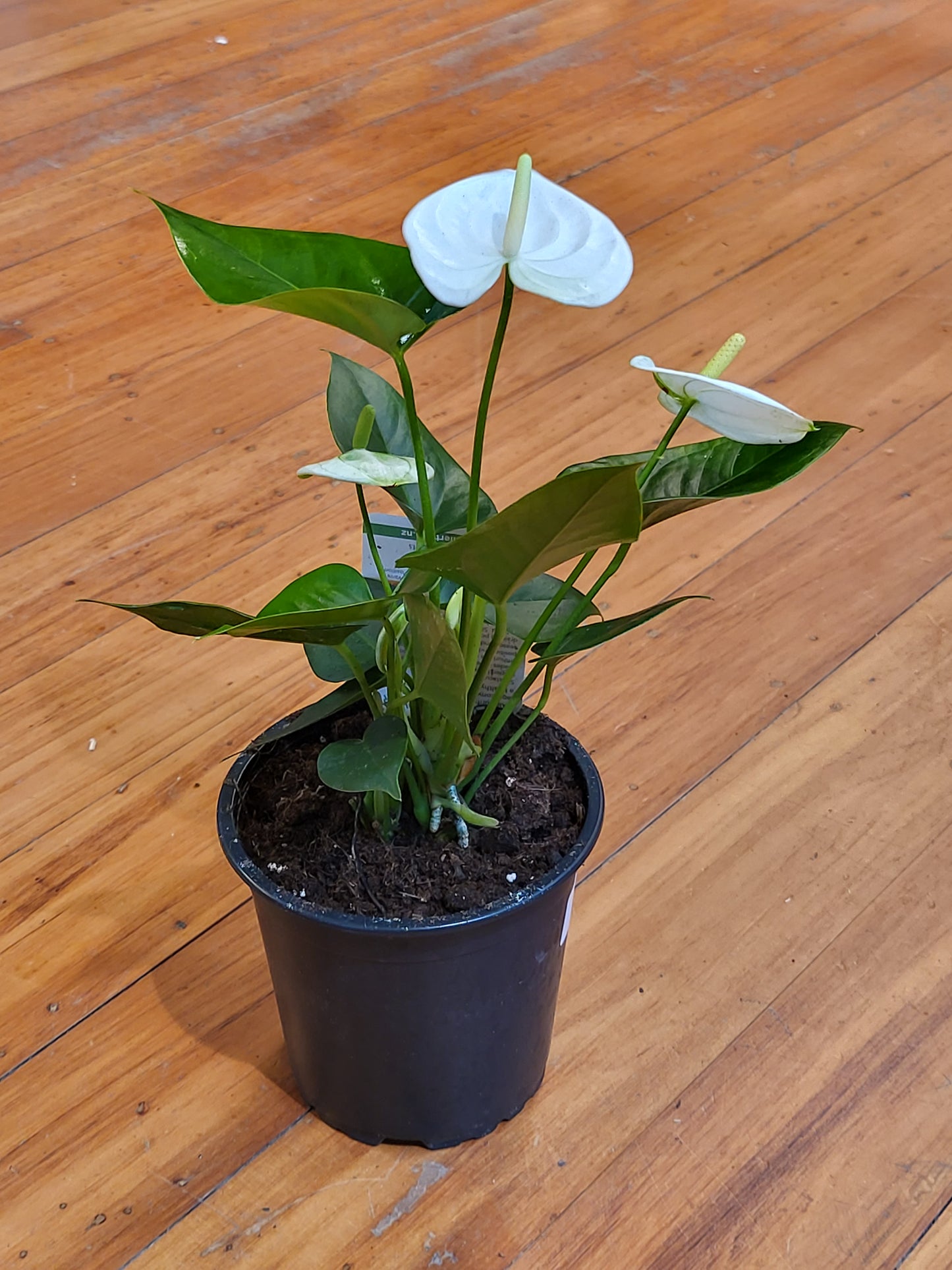 Anthurium Nomara White 12cm