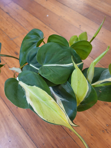 Philodendron Cream Splash 14cm