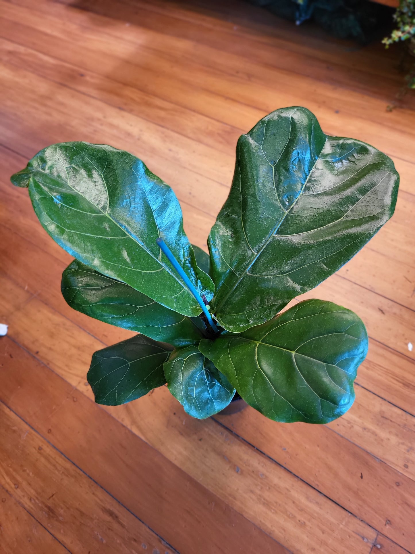 Ficus Lyrata 'Fiddle Leaf Fig' 14cm
