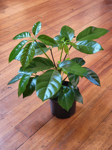 Umbrella Tree - Schefflera Alpine 14cm