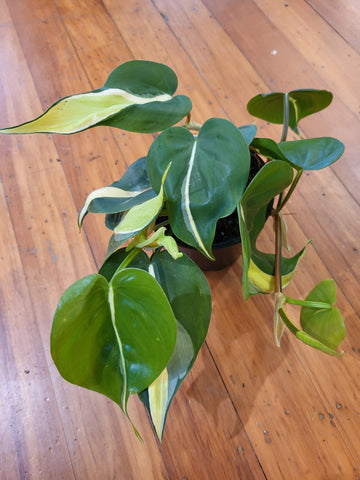 Philodendron Cream Splash 14cm