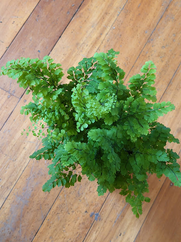 Adiantum 'Ocean Spray Maidenhair Fern'